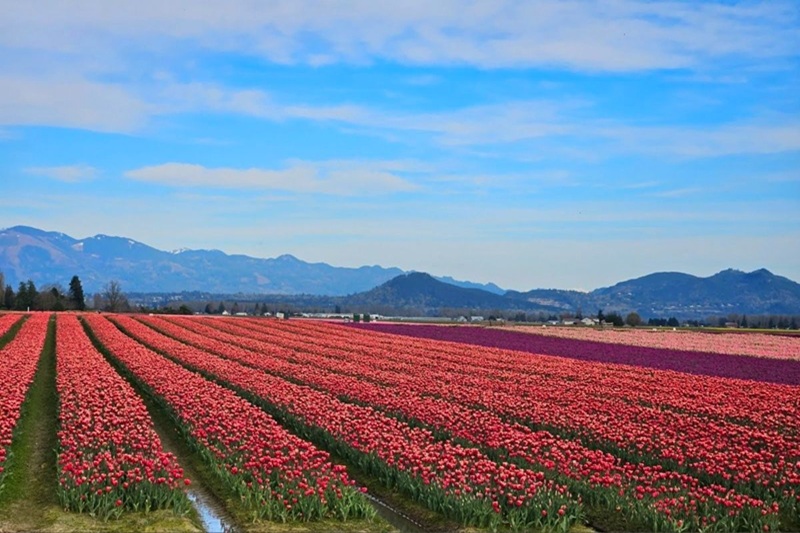 kashmir tulip festival 2026