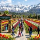 kashmir tulip festival 2026