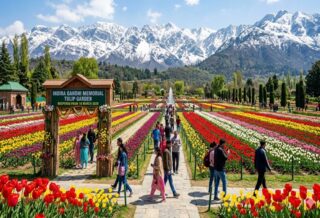 kashmir tulip festival 2026