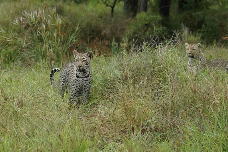 leopard cubs in karnataka plantationLeopard Cubs in Karnataka Plantation