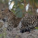 leopard cubs in karnataka plantation