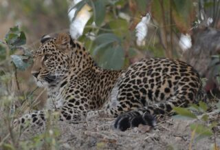 leopard cubs in karnataka plantation