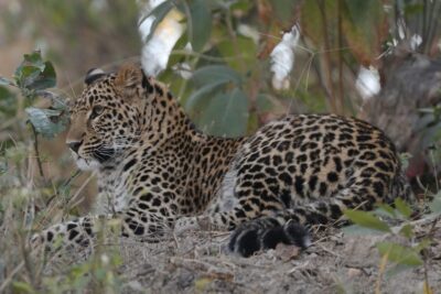 leopard cubs in karnataka plantation