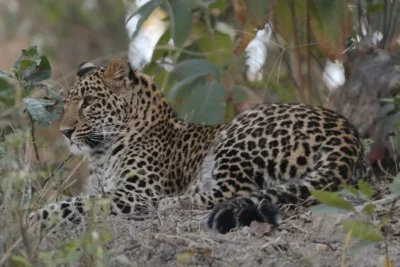 leopard cubs in karnataka plantation