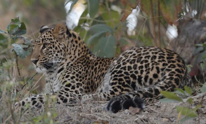 leopard cubs in karnataka plantation
