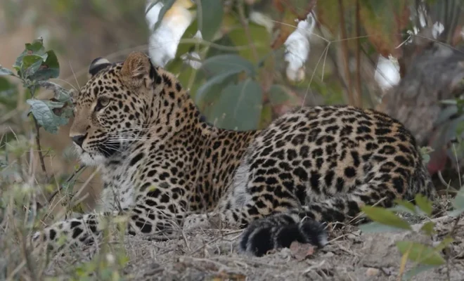 leopard cubs in karnataka plantation