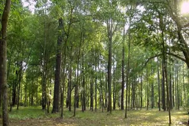 poba reserve forest biodiversity