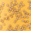 chickpeas moon soil experiment