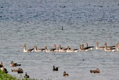 shekha jheel ramsar site