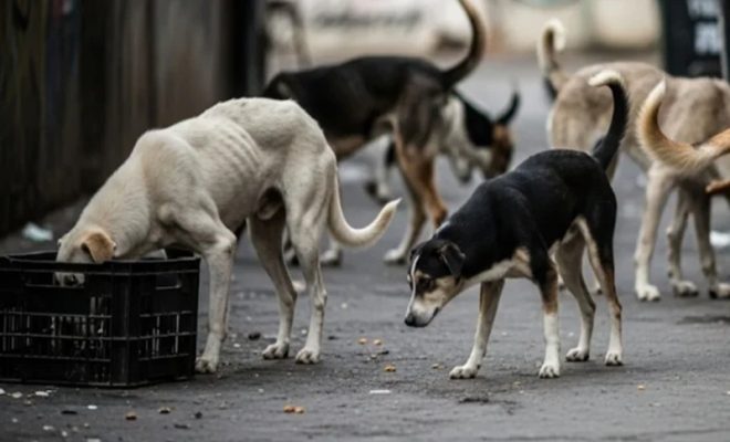 supreme court stray dog case verdict today