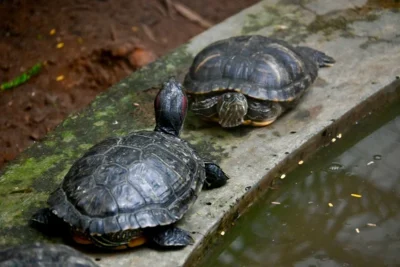 protected turtle smuggling in india