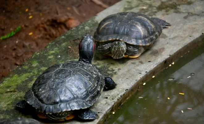 protected turtle smuggling in india