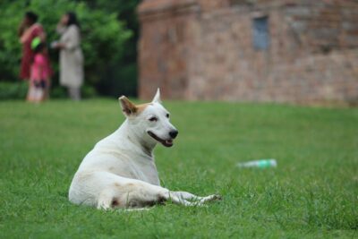 delhi high court pets are family
