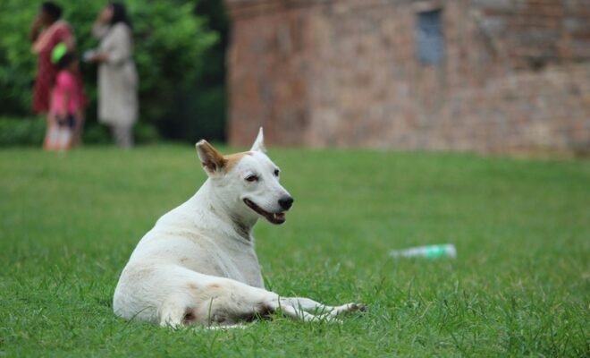 delhi high court pets are family