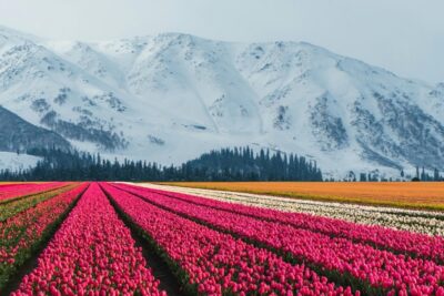 kashmir