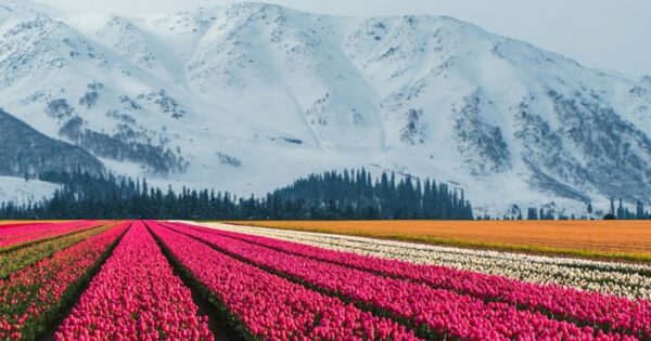 kashmir
