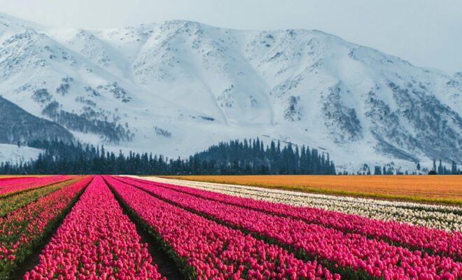 kashmir