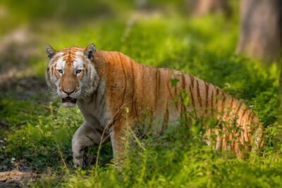 kaziranga national park flood update