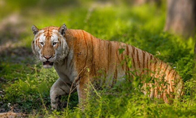 kaziranga national park flood update