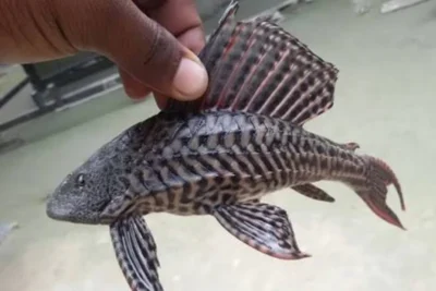 periyar tiger reserve removes african catfish threat in kerala