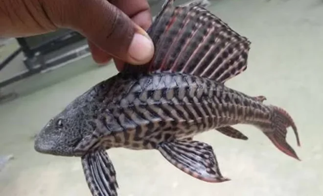 periyar tiger reserve removes african catfish threat in kerala