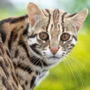 bahraich big cat