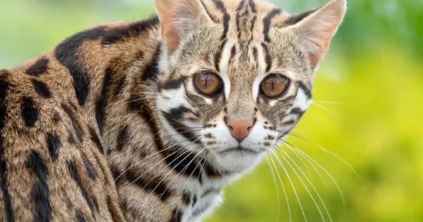 bahraich big cat