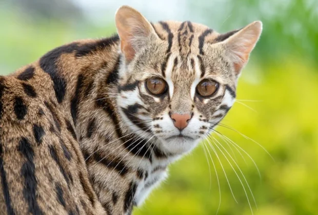 bahraich big cat