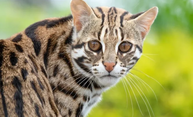 bahraich big cat