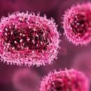 chandipura virus gujarat
