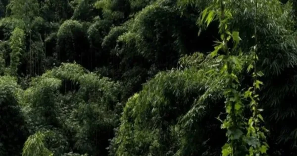forest