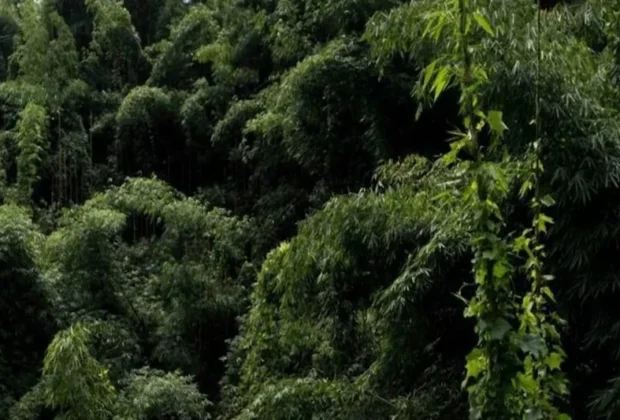 forest