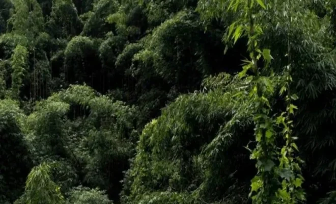 forest