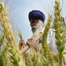 india removes ban on wheat exports