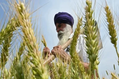 india removes ban on wheat exports
