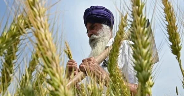 india removes ban on wheat exports