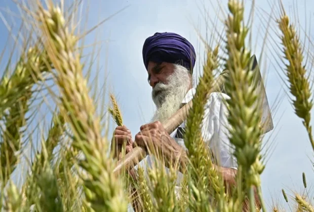 india removes ban on wheat exports