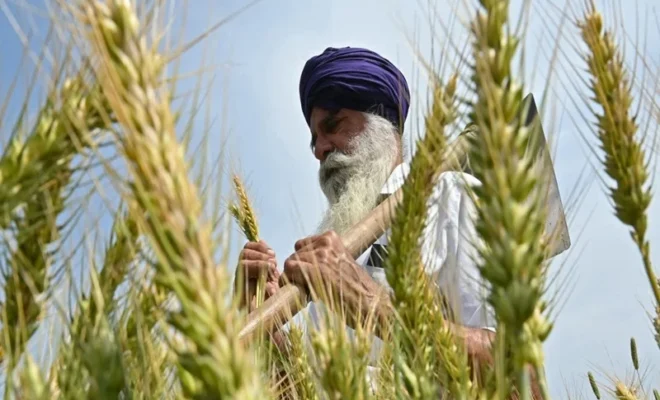 india removes ban on wheat exports