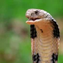 snakebite