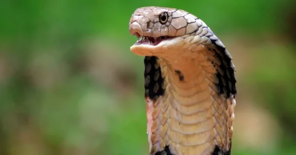 snakebite