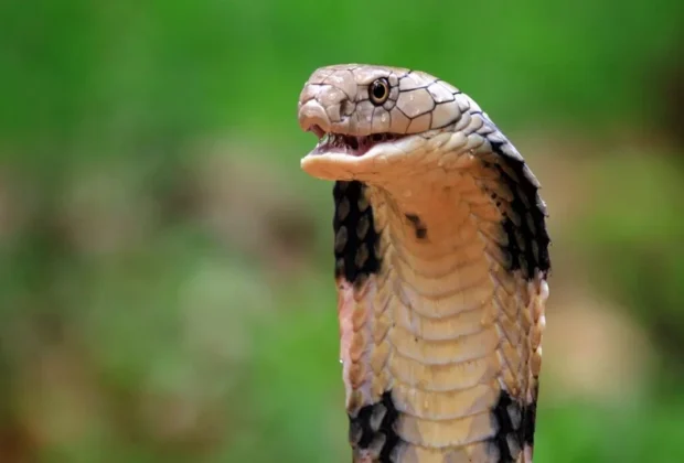 snakebite