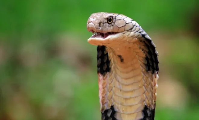 snakebite
