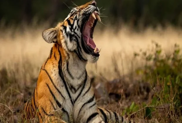 tamil nadu forest