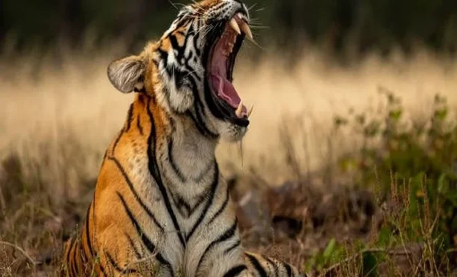 tamil nadu forest