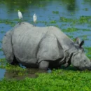 assam rhino population reaches 3,260