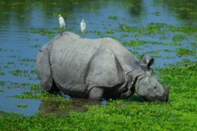 assam rhino population reaches 3,260