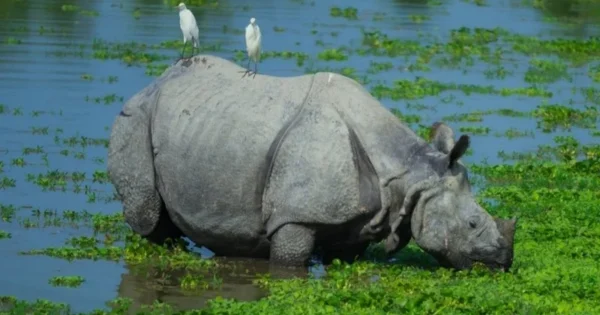 assam rhino population reaches 3,260