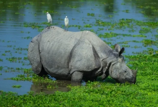 assam rhino population reaches 3,260