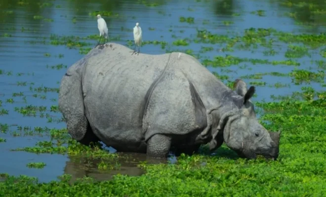 assam rhino population reaches 3,260