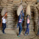 india’s wheat